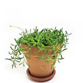 Senecio herreianus Royal Flush / Othona capensis 20 cm