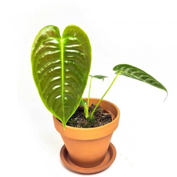 Anthurium veitchii 40 cm RARITÄT