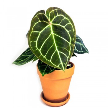 Anthurium crystallinum 45 cm
