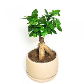 Ficus microcarpa Ginseng 30 cm