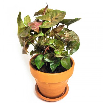 Syngonium Maria Brocante 30 cm