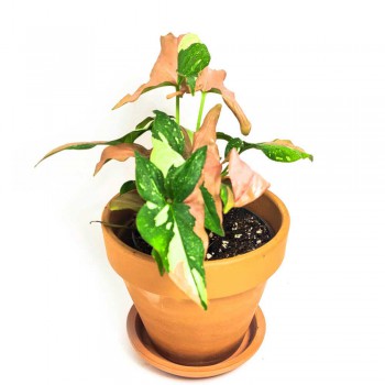 Syngonnium red spot tricolor 25 cm RARITÄT