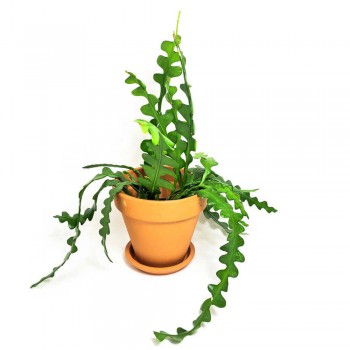 Epiphyllum anguliger / Sägeblatt Kaktus 35 cm