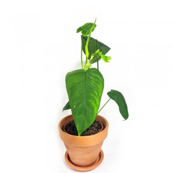 Philodendron sharoniae Monsquera 70 cm RARITÄT