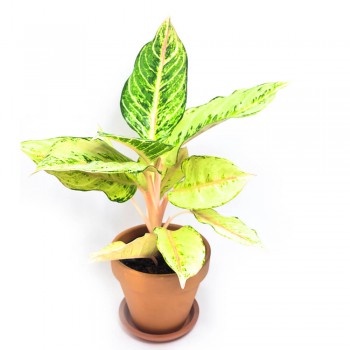 Aglaonema Chartreuse Pretty 40 cm