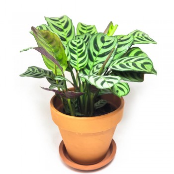 Ctenanthe burle marxii 35 cm