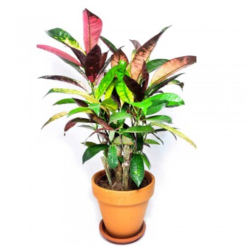 Codiaeum variegatum Mrs Iceton