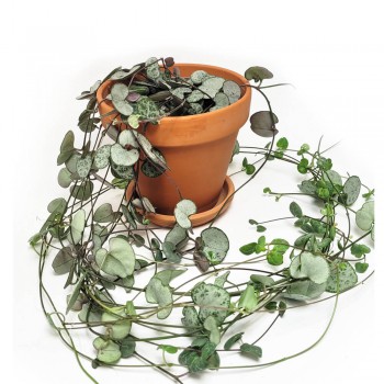 Ceropegia woodii 70 cm