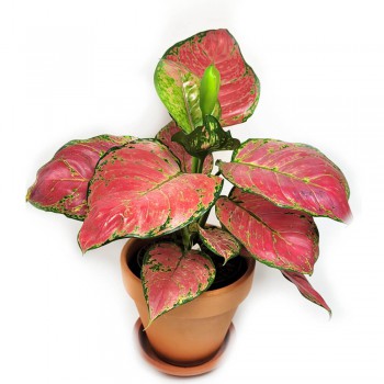 Aglaonema Red Joy 30 cm