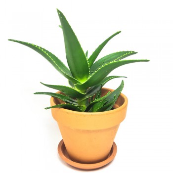 Aloe x delaetii 30 cm