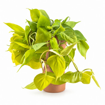 Philodendron scandens Lemon Lime