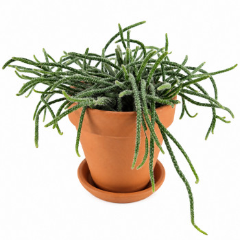 Rhipsalis baccifera subsp. horrida