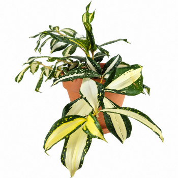 Dracaena surculosa Milky way RARITÄT