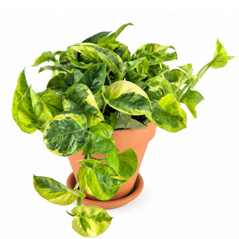 Epipremnum aureum Lemon Joy