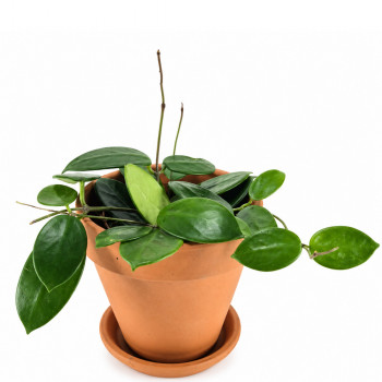 Hoya vangviengiensis
