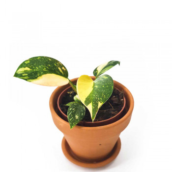Philodendron Green Congo variegata 16 cm RARITÄT