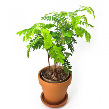 Tamarindus indica - Tamarinde 40 cm