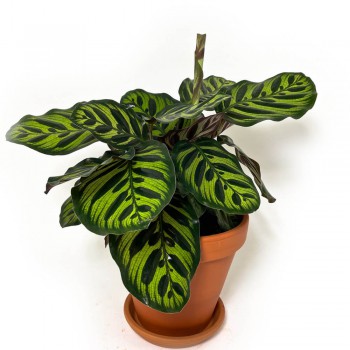 Calathea Makoyana 40 cm