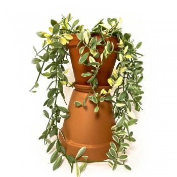 Dischidia oiantha variagata 50 RARITÄT