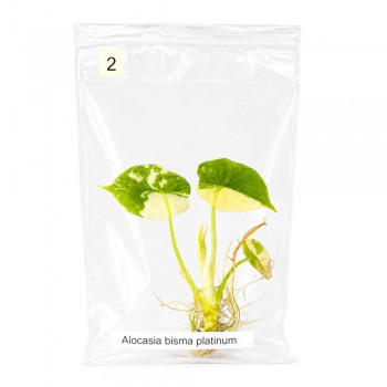 Alocasia bisma platinum albo variegata TC 2