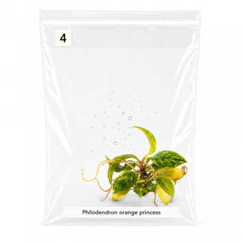 Philodendron orange Princess marble TC 4