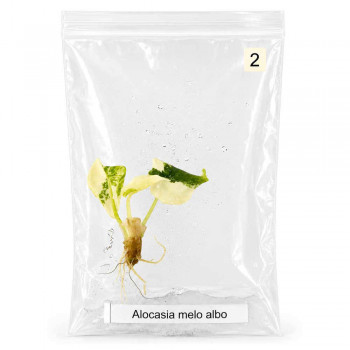 Alocasia melo albo variegata TC 2