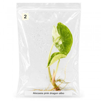 Alocasia pink dragon albo TC 2
