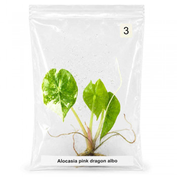 Alocasia pink dragon albo TC 3