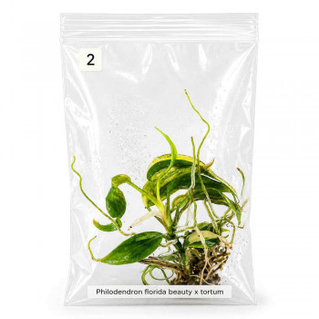 Philodendron florida beauty x tortum TC 2