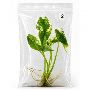 Alocasia simpo albo TC 2