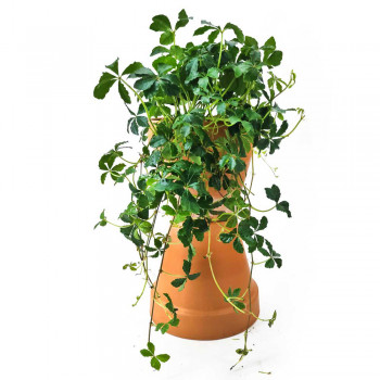 Parthenocissus striata / Zimmerwein 35 cm