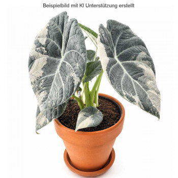Alocasia maharani albo TC Alocasia maharani albo TC