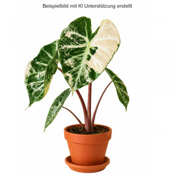 Alocasia pink dragon albo TC Alocasia pink dragon albo TC