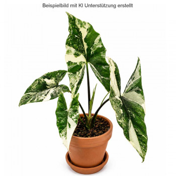 Alocasia simpo albo TC Alocasia simpo albo TC
