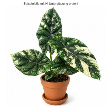 Alocasia sinuata variegata TC Alocasia sinuata variegata TC
