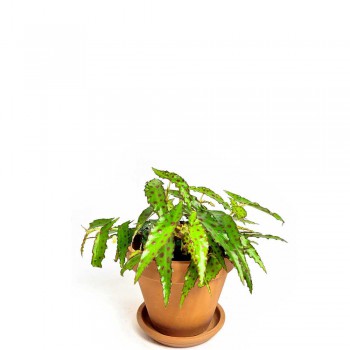 Begonia amphioxus Babypflanze RARITÄT