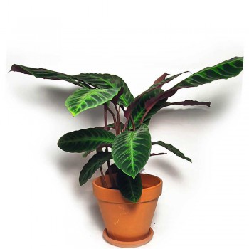 Calathea warscewiczii