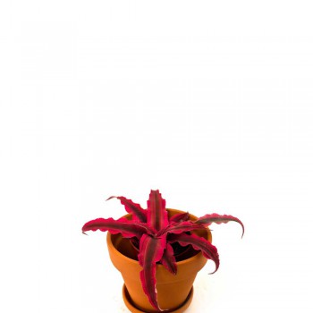 Cryptanthus bivittatus 8 cm