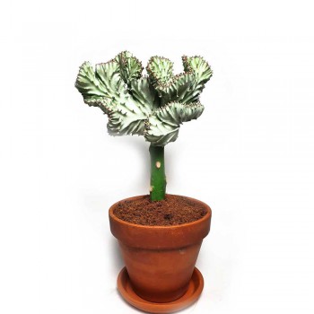 Euphorbia lactea Cristata 30 cm