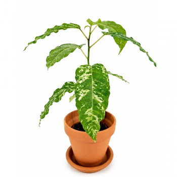 Ficus aspera variegata Snowstorm RARITÄT