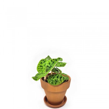 Juwelorchidee / Macodes petola RARITÄT