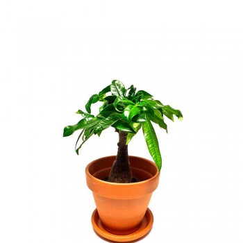 Pachira aquatica
