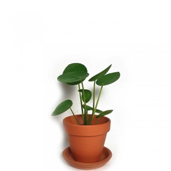 Pilea peperomoides / Ufopflanze Babypflanze