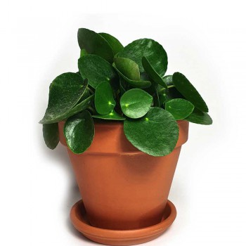 Pilea peperomioides 20 cm