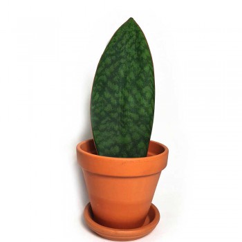 Sansevieria masoniana Victoria Whale fin 30 cm