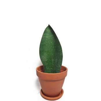 Sansevieria masoniana Victoria Whale fin Babypflanze