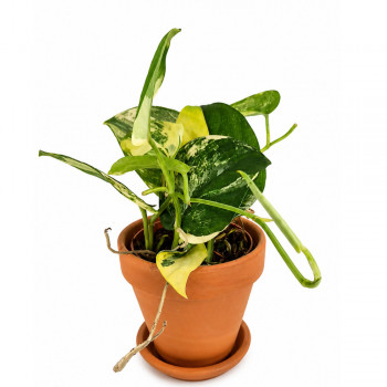 Scindapsus Jade Satin aurea variegata RARITÄT