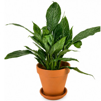 Spathiphyllum Diamond variegata