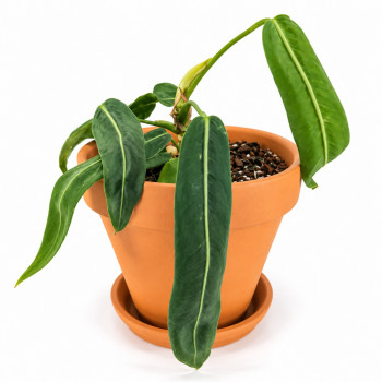 Anthurium pallidiflorum RARITÄT