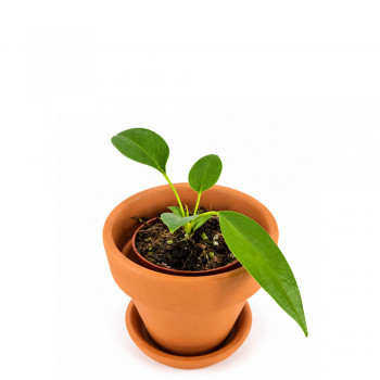 Anthurium wendlingeri Babypflanze RARITÄT